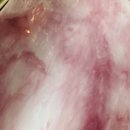 파라키스 이미지