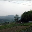순천-36호 티스토리