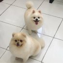 초원애견샵 이미지