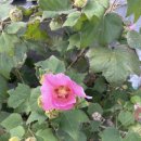 가학리 노인회관 | 진도 세방낙조 근처 아이와 가볼만한 곳 추천! 매미소리촬영지