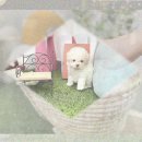 더나은펫샵 | 포천 강아지입양 장모치와와입양 성공 비결! 펫샵 말고 여기?