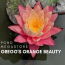 그렉스 오렌지 뷰티 수련(Gregg's Orange) 이미지
