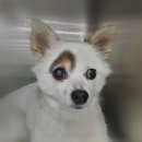 새롬동물병원 이미지