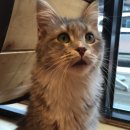 러블리메인쿤 이미지