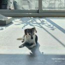 향기롭개 이미지