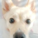 용호동물병원 이미지