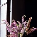 살랑더테일 이미지