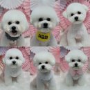 댕냥이살롱 이미지