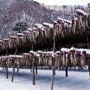 진부령황태 이미지