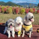 달리애견 이미지