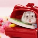 마니마니 이미지