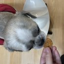 너구리 유격대 | 동대문 강아지 간식/동대문 애견 수제간식 고려대에 위치한 너구리 유격대
