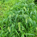 강아지풀 이미지