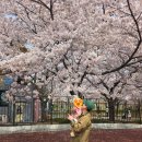 청룡카랜드 | 김해 아이랑 가볼 만한 곳｜벚꽃 시즌 가야랜드 방문 후기 (23개월 아기와 함께)
