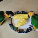 별솔농장 이미지