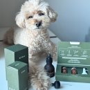 교감 | 강아지 고양이 귀 세정제 이어키트 '교감' 귀지 제거 후기