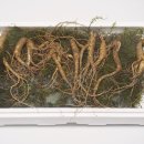 삼도농장 | 부모님선물 건강선물은 먹산삼 산양산삼 장뇌삼 추천