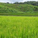 교항4리 이미지