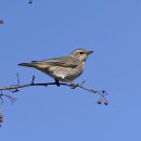 노랑노랑 이미지