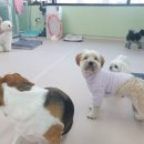 아토,사랑스러워 이미지