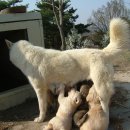 선녀농장 이미지