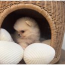 대구펫 강아지분양 고양이분양 이미지