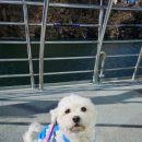 글램독가평 이미지