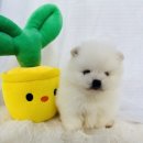 강아지분양 고양이분양 컴투펫 수원점 | 원주강아지분양 컴투펫에서 한방에 고민 끝!(feat 충주, 강릉)