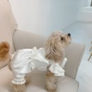 러블리(Lovely) 강아지