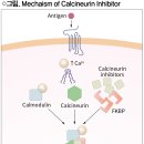 아토피 피부염 재발 방지하는 국소 면역조절제 Tacrolimus 0.03%, 0.1% 연고 & Pimecrolimus 1% 크림 이미지