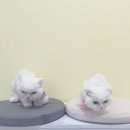 파주고양이 미용실 이미지