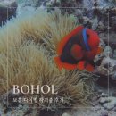 하길로 L | 보홀 자유여행 l 오픈워터+어드밴스 다이빙 자격증 패키지 내돈내산 후기