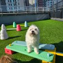 딩동댕댕 애견유치원 | 수원 애견유치원 웰컴댕댕 방문 후기 – 첫 걸음도 믿고 맡길 수 있었어요!