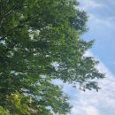 여명카써비스 이미지