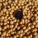 돼지은행 이미지