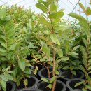 기현농장 이미지