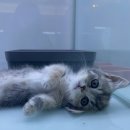 네코스토리 이미지