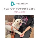 도곡 치유 동물병원 | 철산동 동물병원) 강아지 &#34;설탕&#34; 각막천공 안검플랩 수술 안검염 각막궤양 치료 후기
