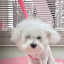 코코 반려견샵 이미지