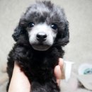 동일애견샵 이미지