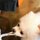 행복하개키울고양 이미지