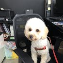 개똥이와냐옹이 이미지