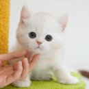 남다른헤어 | 경산브리티쉬숏헤어분양 미유펫대구점, 남다른 케어와 혜택 경험 후기