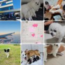 문원길 | 일산말티푸교배파주치와와교배 출장후기