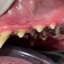 강남예치과동물병원 이미지