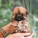 강아지고양이 미유펫 청주점 이미지