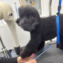 랄라펫살롱 | 랄라쌤의 목욕&amp;드라이 P.T 찐 후기