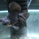 진천관상어 | 금붕어가 너무 비쌉니다!