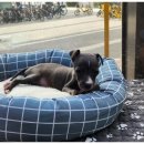 도그마루 천안지점 이미지