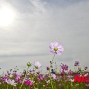 가운데
